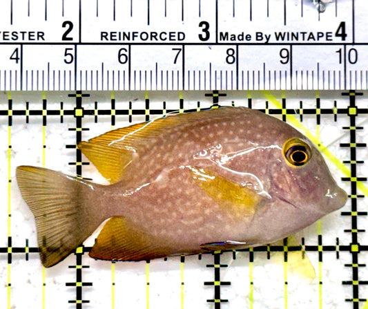 Yellow Eye Kole Tang (Spotted) YEKT122101 WYSIWYG Size: M 2.5"
