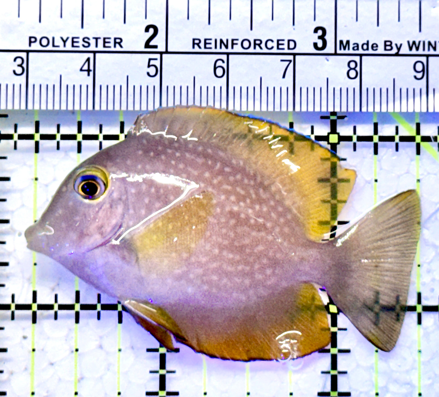 Yellow Eye Kole Tang (Spotted) YEKT122101 WYSIWYG Size: M 2.5"