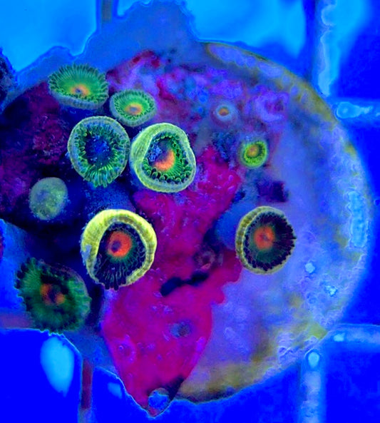 Aquacultured Zoanthids/Playthoa AZP050504 WYSIWYG