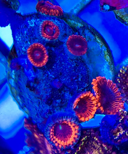 Aquacultured Zoanthids/Playthoa AZP050505 WYSIWYG