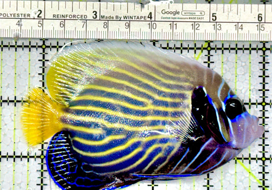 Emperor Angelfish Adult EAA122101 WYSIWYG Size: ML 4.5"