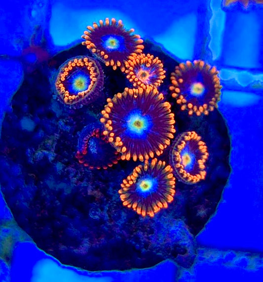 Aquacultured Zoanthids/Playthoa AZP050506 WYSIWYG