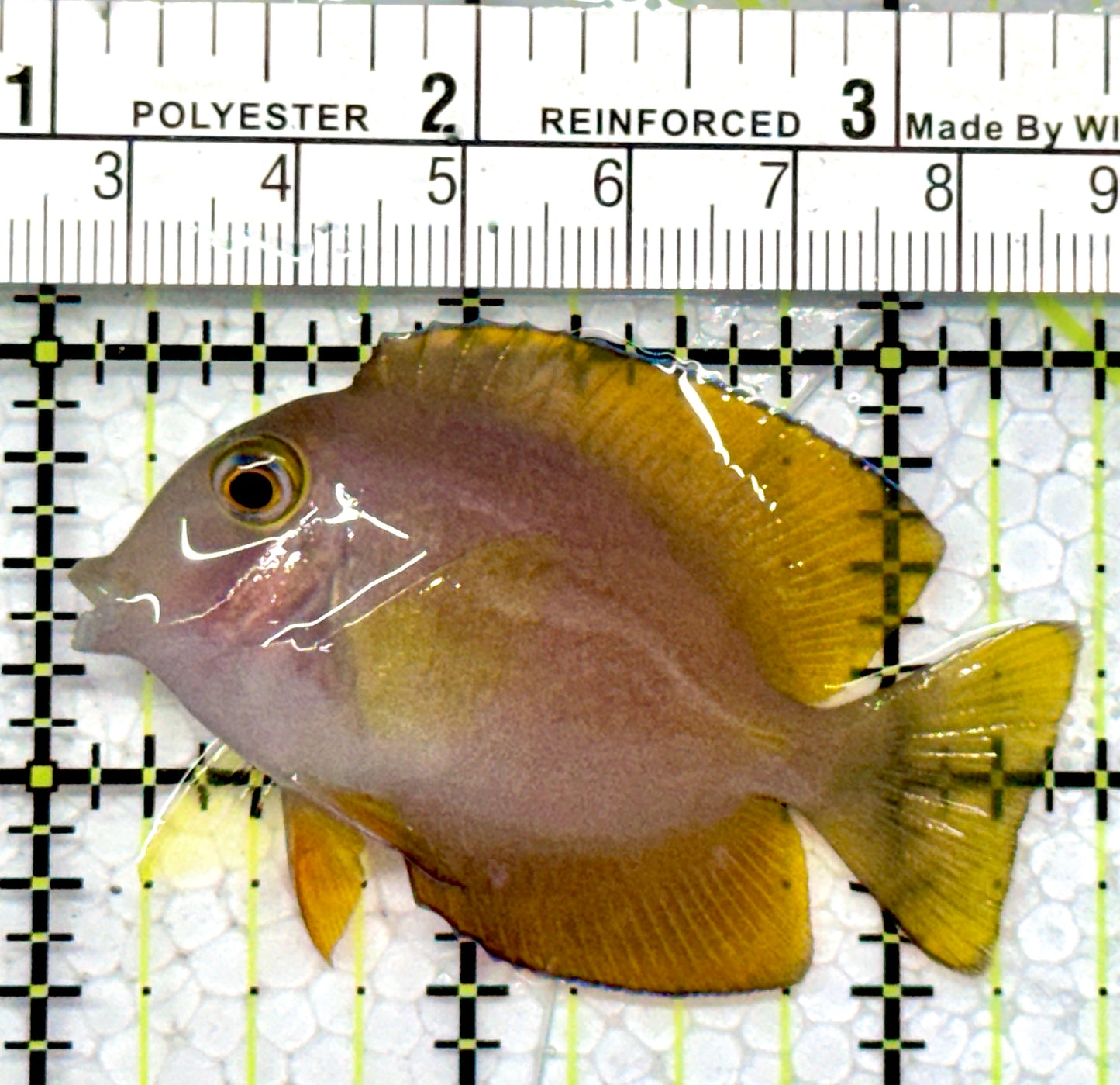 Yellow Eye Kole Tang (Spotted) YEKT122102 WYSIWYG Size: M 2.5"