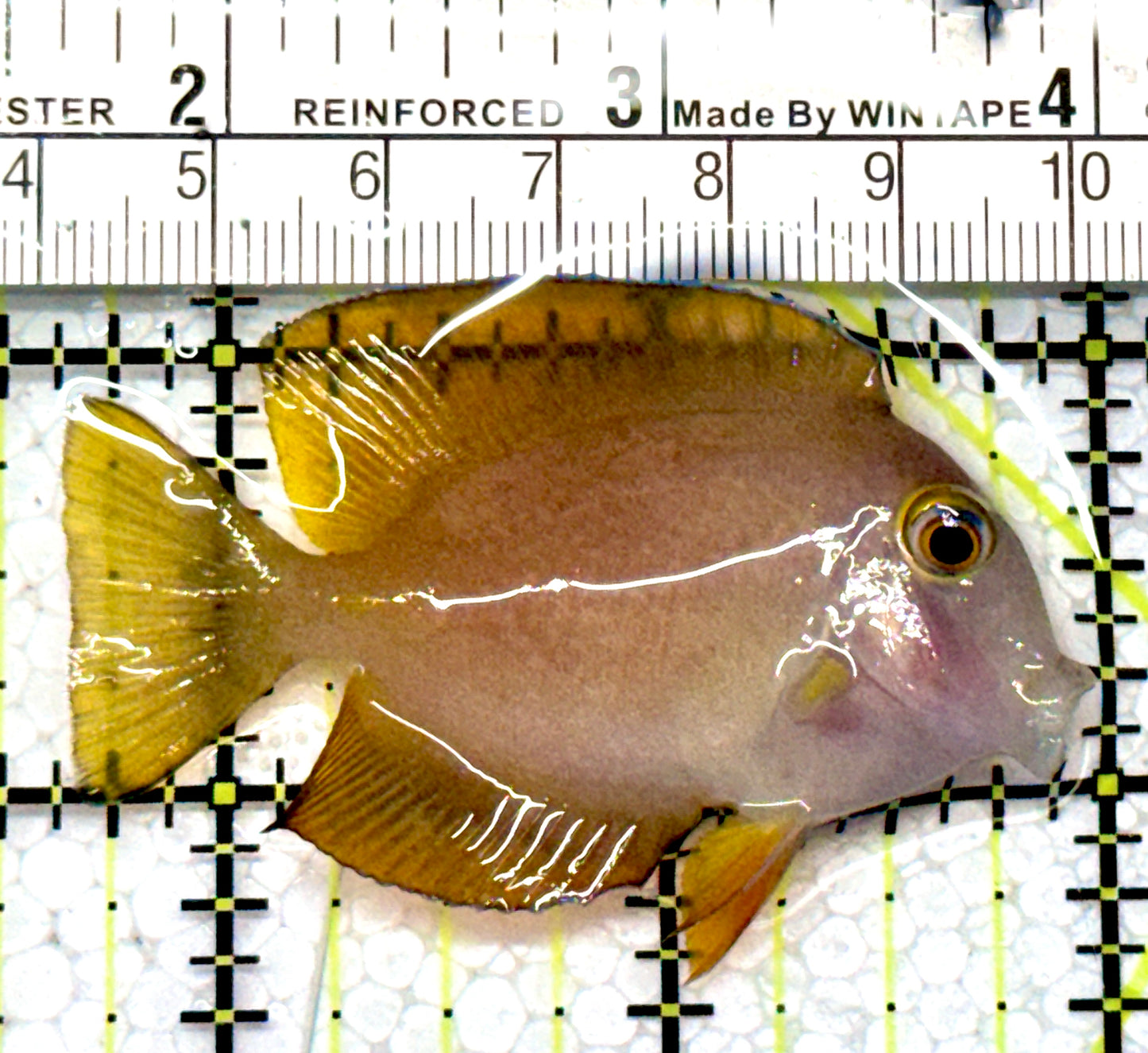 Yellow Eye Kole Tang (Spotted) YEKT122102 WYSIWYG Size: M 2.5"