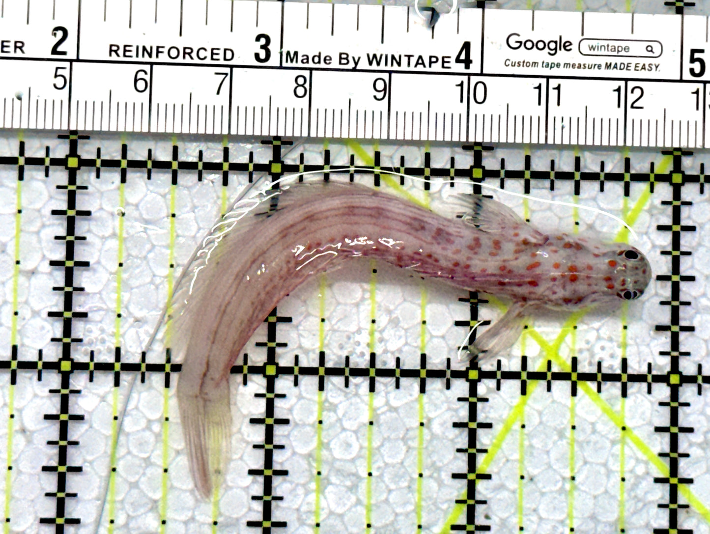 Orange Spotted Goby OSG122101 WYSIWYG Size: XL 3.25"