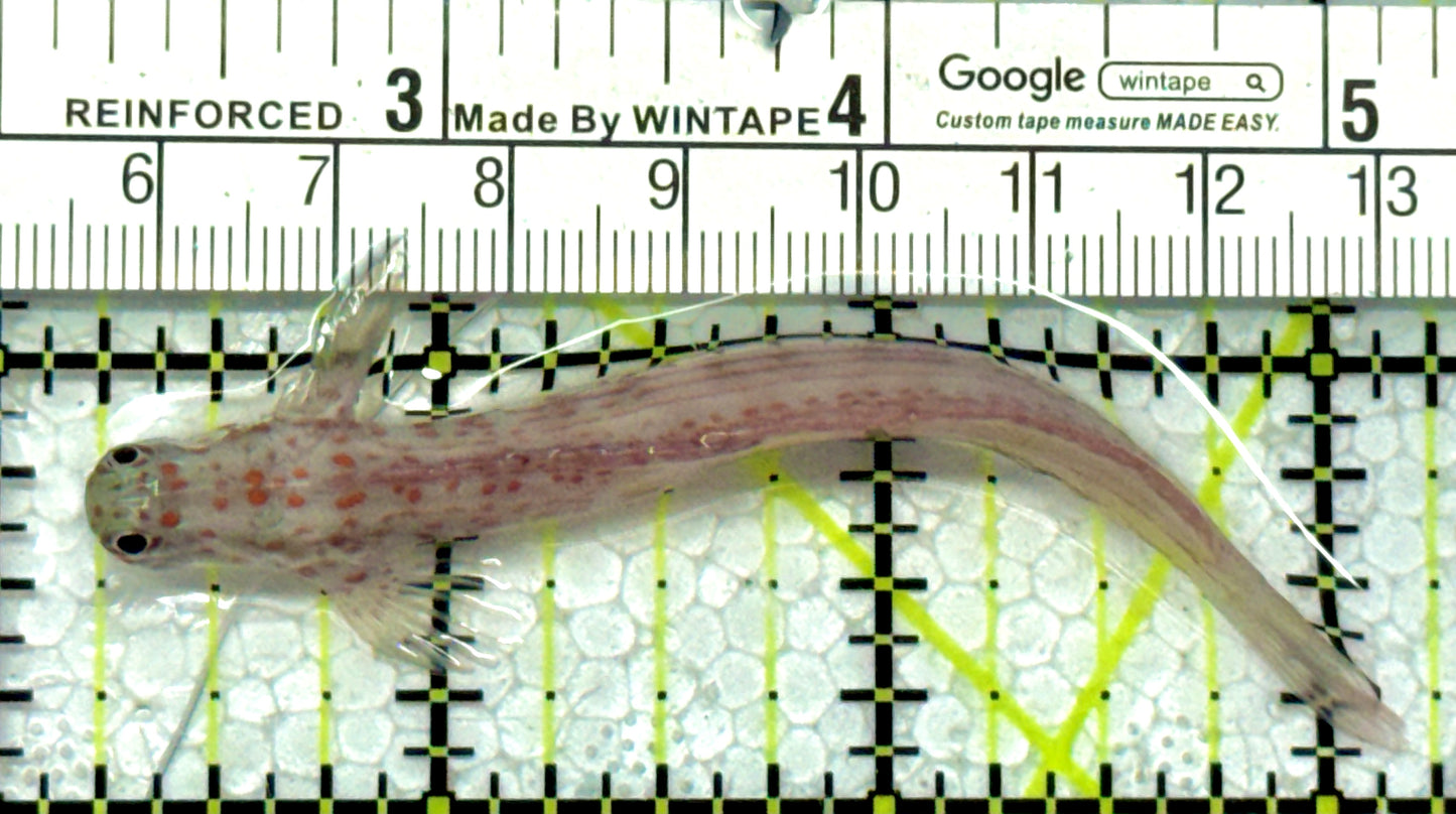 Orange Spotted Goby OSG122101 WYSIWYG Size: XL 3.25"