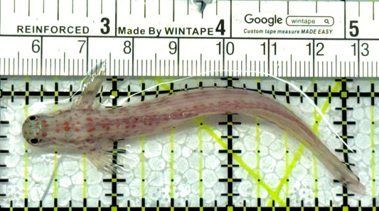 Orange Spotted Goby OSG122101 WYSIWYG Size: XL 3.25"