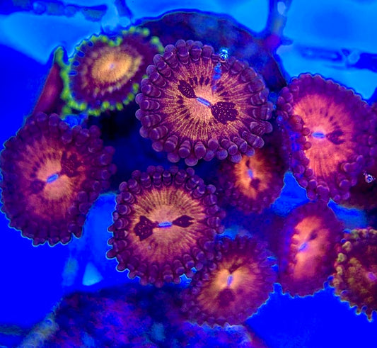 Aquacultured Zoanthids/Playthoa AZP050508 WYSIWYG