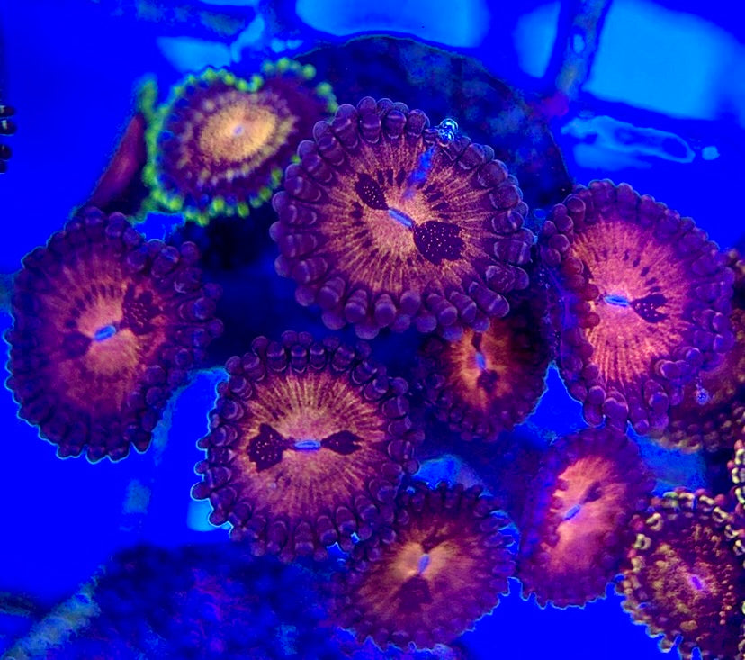 Aquacultured Zoanthids/Playthoa AZP050508 WYSIWYG