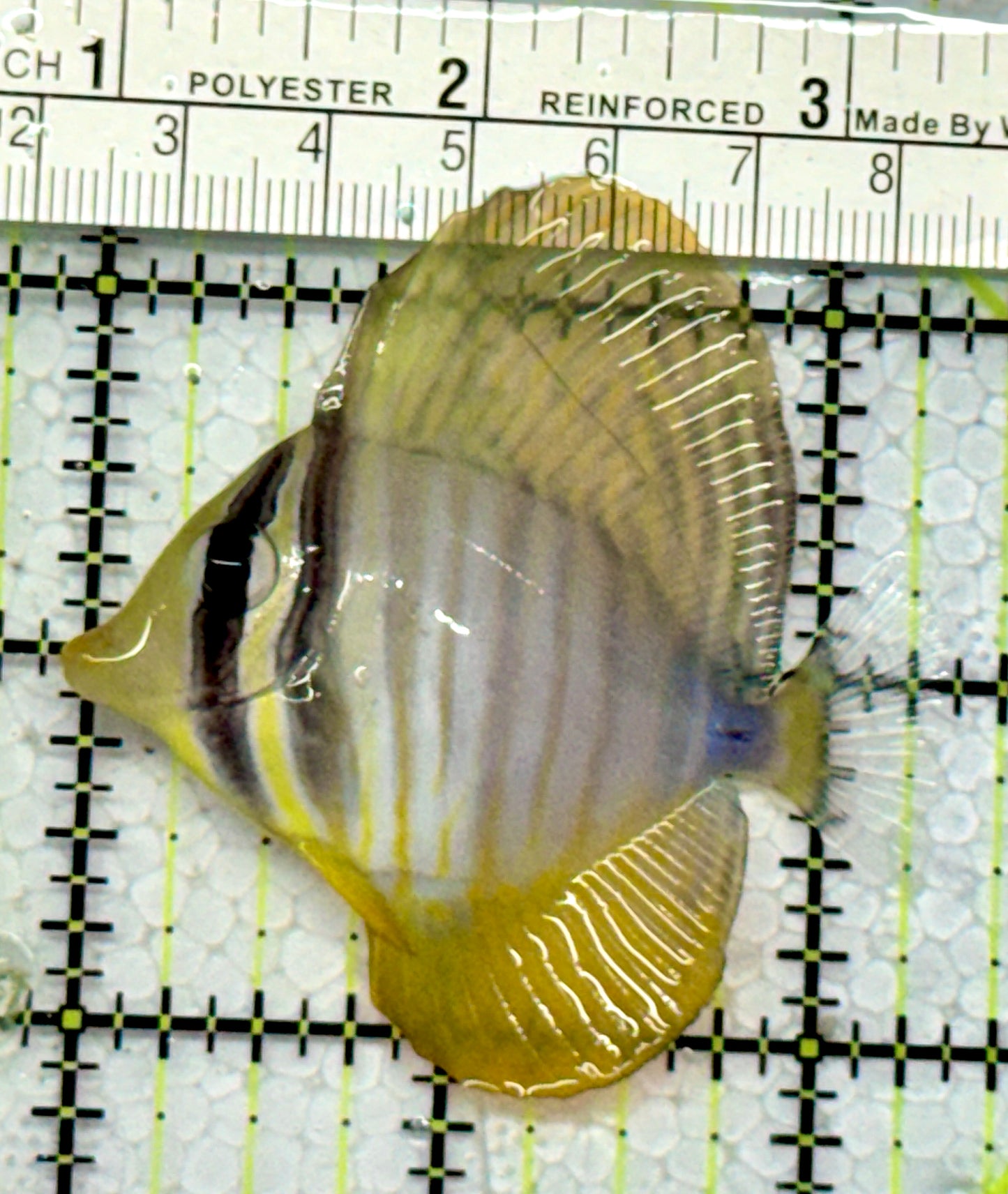 Sailfin Tang ST122101 WYSIWYG Size: SM 2.5"