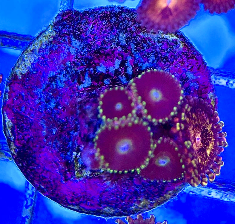 Aquacultured Zoanthids/Playthoa AZP050509 WYSIWYG