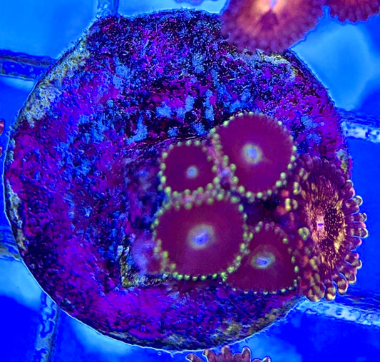 Aquacultured Zoanthids/Playthoa AZP050509 WYSIWYG