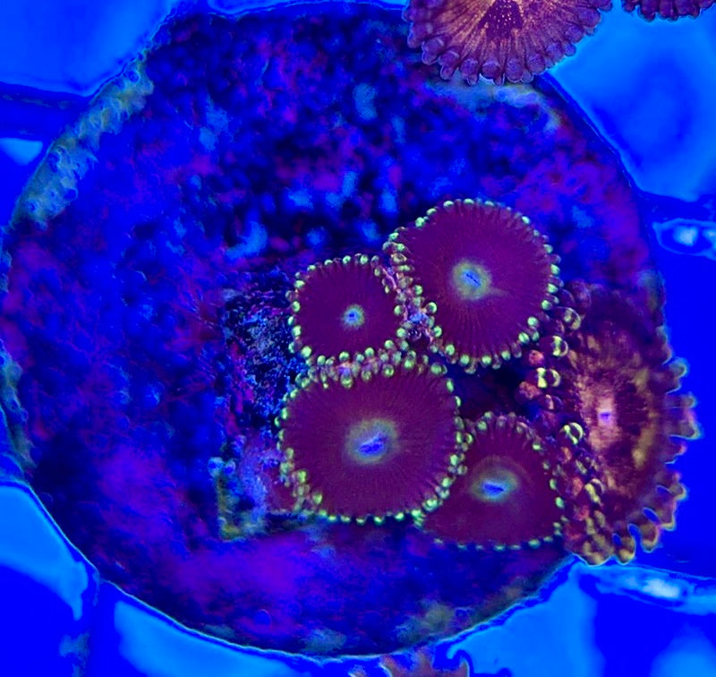 Aquacultured Zoanthids/Playthoa AZP050509 WYSIWYG