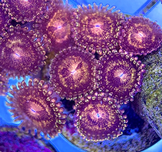 Aquacultured Zoanthids/Playthoa AZP050510 WYSIWYG