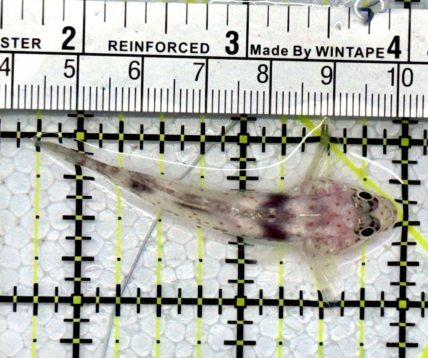 Cave Transparent Fusi Cleaner Goby CTFCG122101 WYSIWYG Size: L  2.25"