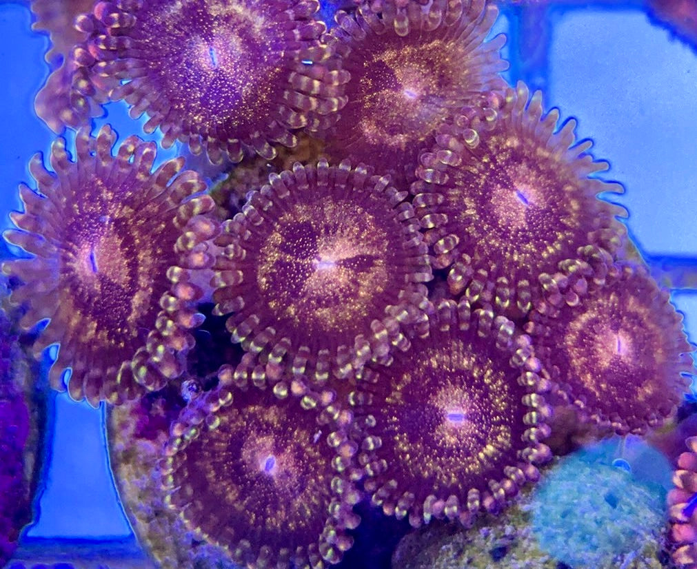 Aquacultured Zoanthids/Playthoa AZP050510 WYSIWYG