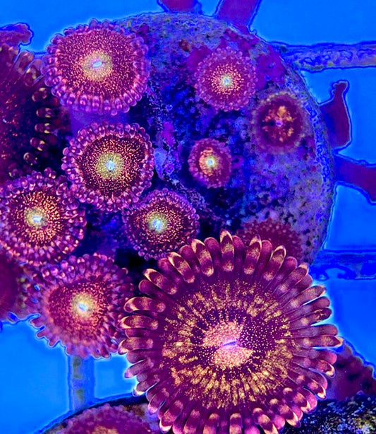 Aquacultured Zoanthids/Playthoa AZP050511 WYSIWYG