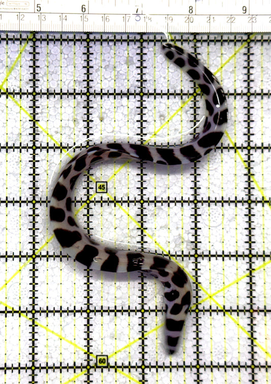 Tessellata Eel TE122301 WYSIWYG Size: Tiny 8" and Below