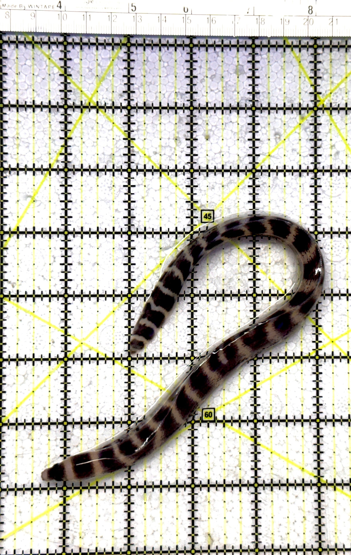 Banded Moray Eel BME122301 WYSIWYG Size: S 6" to 10" approx