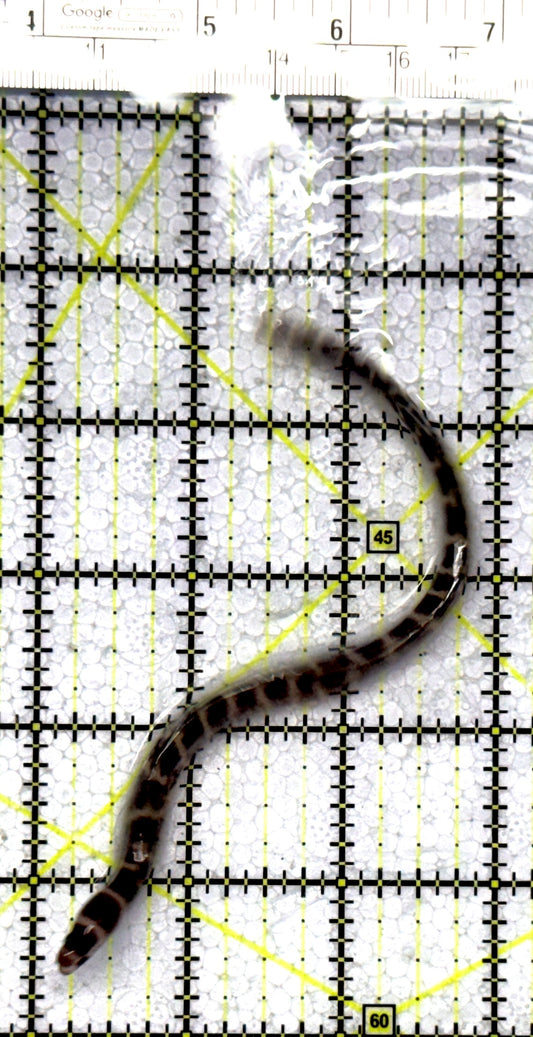 Banded Moray Eel BME122302 WYSIWYG Size: S 6" to 10" approx