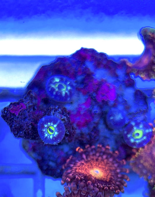 Aquacultured Zoanthids/Playthoa AZP050501 WYSIWYG