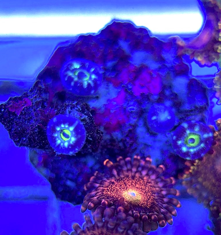 Aquacultured Zoanthids/Playthoa AZP050501 WYSIWYG