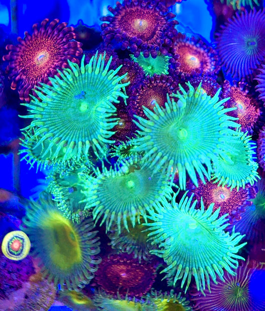 Aquacultured Zoanthids/Playthoa AZP050502 WYSIWYG