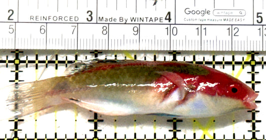 Exquisite Fairy Wrasse (Maldives Special Grade) EFW122201 WYSIWYG Size: M 3" approx