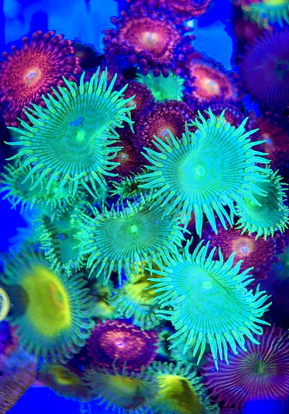 Aquacultured Zoanthids/Playthoa AZP050502 WYSIWYG
