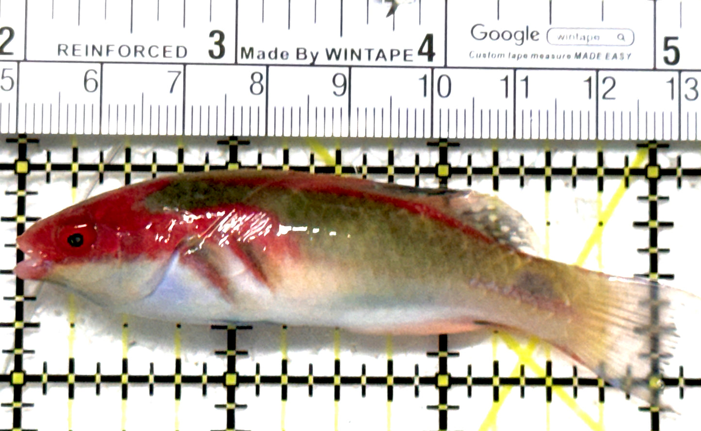 Exquisite Fairy Wrasse (Maldives Special Grade) EFW122201 WYSIWYG Size: M 3" approx