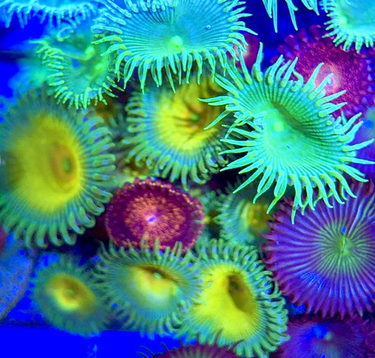 Aquacultured Zoanthids/Playthoa AZP050503 WYSIWYG