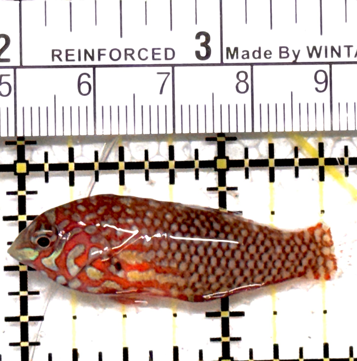 Ornate Leopard Wrasse OLW122201 WYSIWYG Size: ML 2" approx