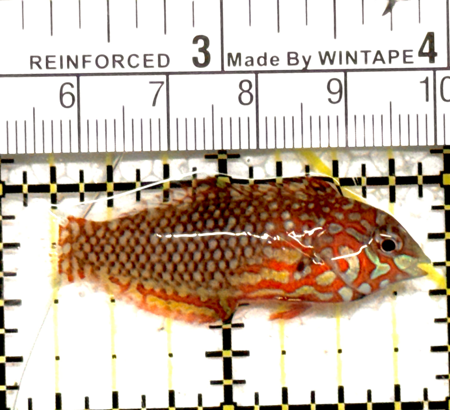Ornate Leopard Wrasse OLW122201 WYSIWYG Size: ML 2" approx