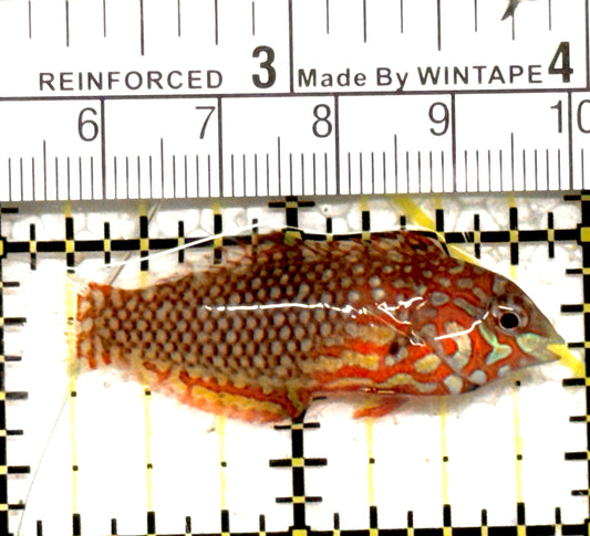 Ornate Leopard Wrasse OLW122201 WYSIWYG Size: ML 2" approx