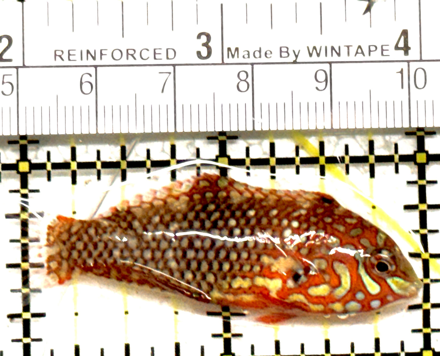 Ornate Leopard Wrasse OLW122202 WYSIWYG Size: ML 2" approx