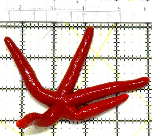Red Orange Linckia Starfish A grade (Maldives) ROLSAG122202 WYSIWYG Size: Large 4.5"approx