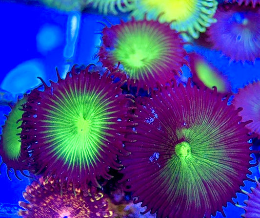 Aquacultured Zoanthids/Playthoa AZP050504 WYSIWYG