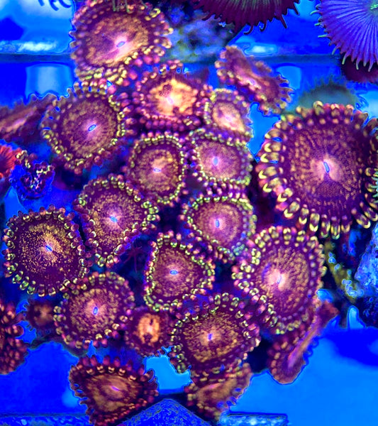 Aquacultured Zoanthids/Playthoa AZP050505 WYSIWYG