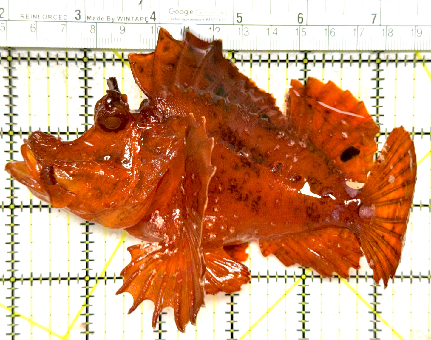 Eschmeyer’s Rhinopias Fish ERF122302 WYSIWYG Size: XXL 6.5" approx