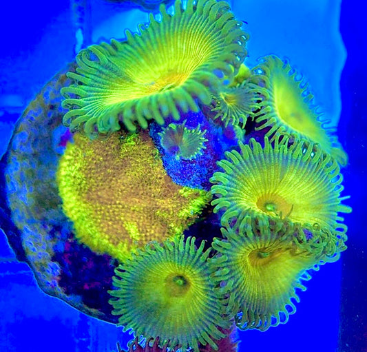 Aquacultured Zoanthids/Playthoa AZP050506 WYSIWYG