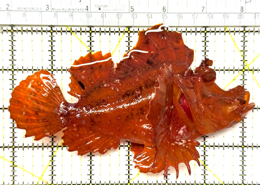 Eschmeyer’s Rhinopias Fish ERF122302 WYSIWYG Size: XXL 6.5" approx