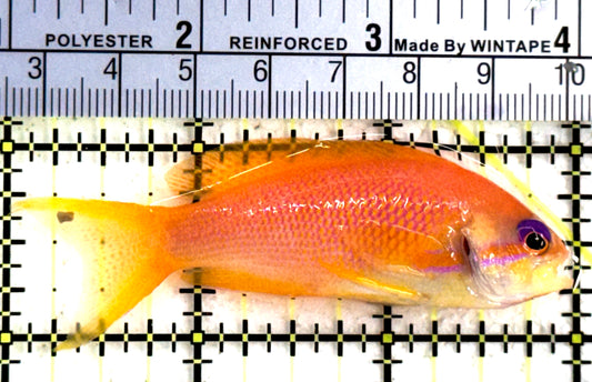 Female Lyretail Anthias (Maldives) FLA122301 WYSIWYG Size: M 3" approx