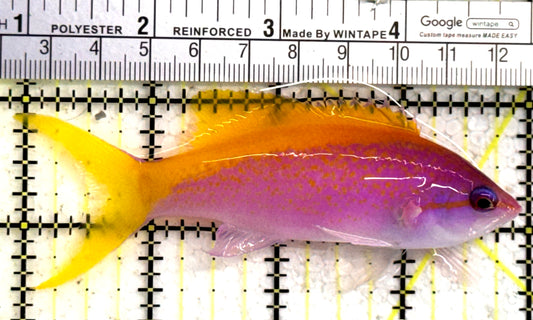 Evan's Anthias EA122301 WYSIWYG Size: XL 4" approx