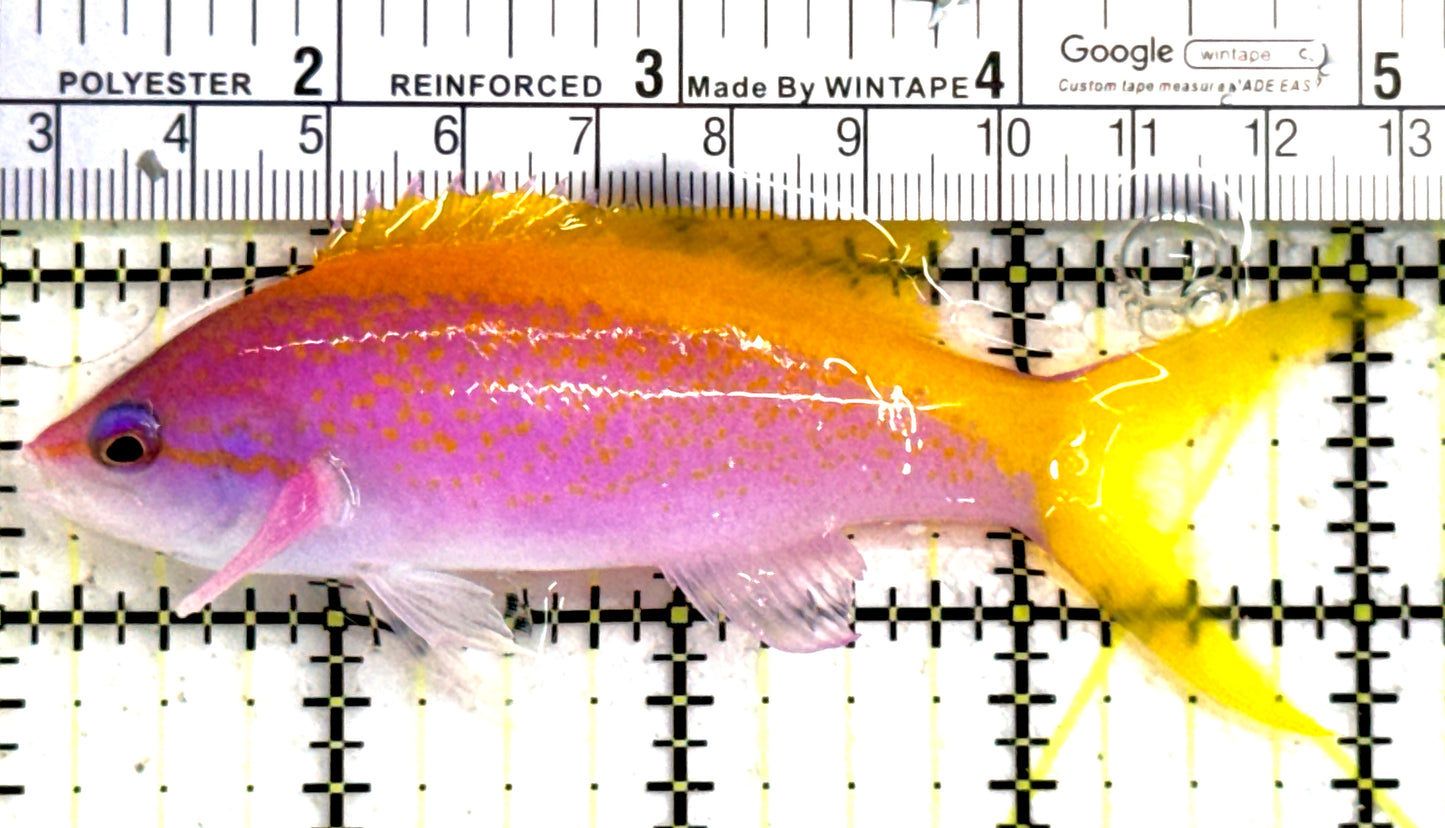 Evan's Anthias EA122301 WYSIWYG Size: XL 4" approx