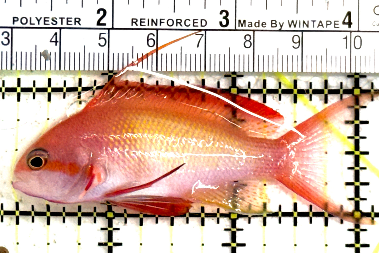 Male Lyretail Anthias (Maldives) MLA122301 WYSIWYG Size: L 3.25" approx