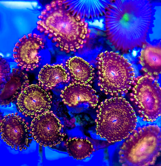 Aquacultured Zoanthids/Playthoa AZP050508 WYSIWYG