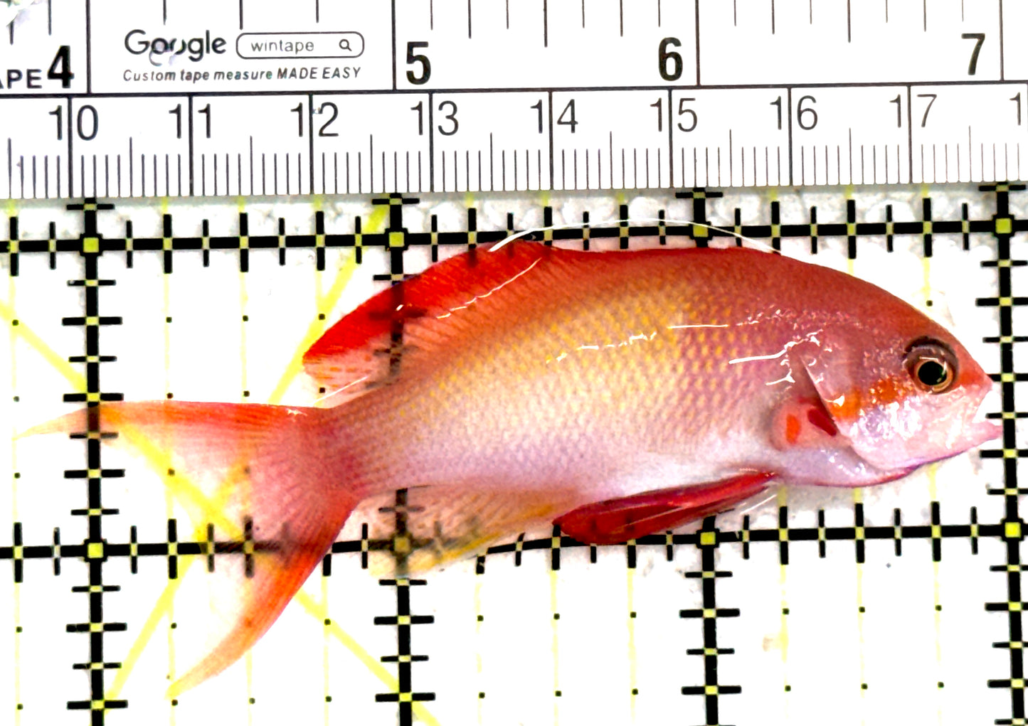 Male Lyretail Anthias (Maldives) MLA122301 WYSIWYG Size: L 3.25" approx