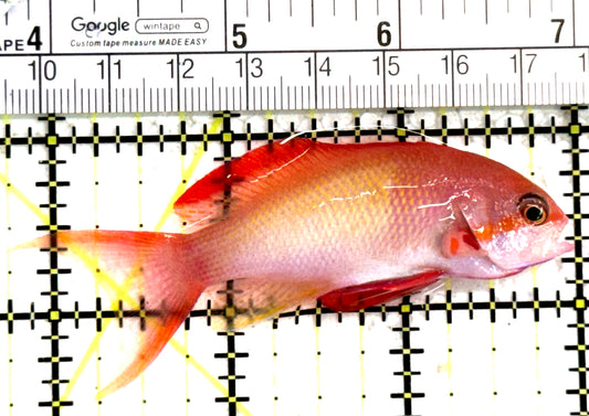 Male Lyretail Anthias (Maldives) MLA122301 WYSIWYG Size: L 3.25" approx