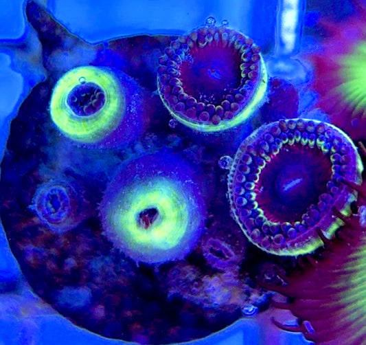 Aquacultured Zoanthids/Playthoa AZP050509 WYSIWYG