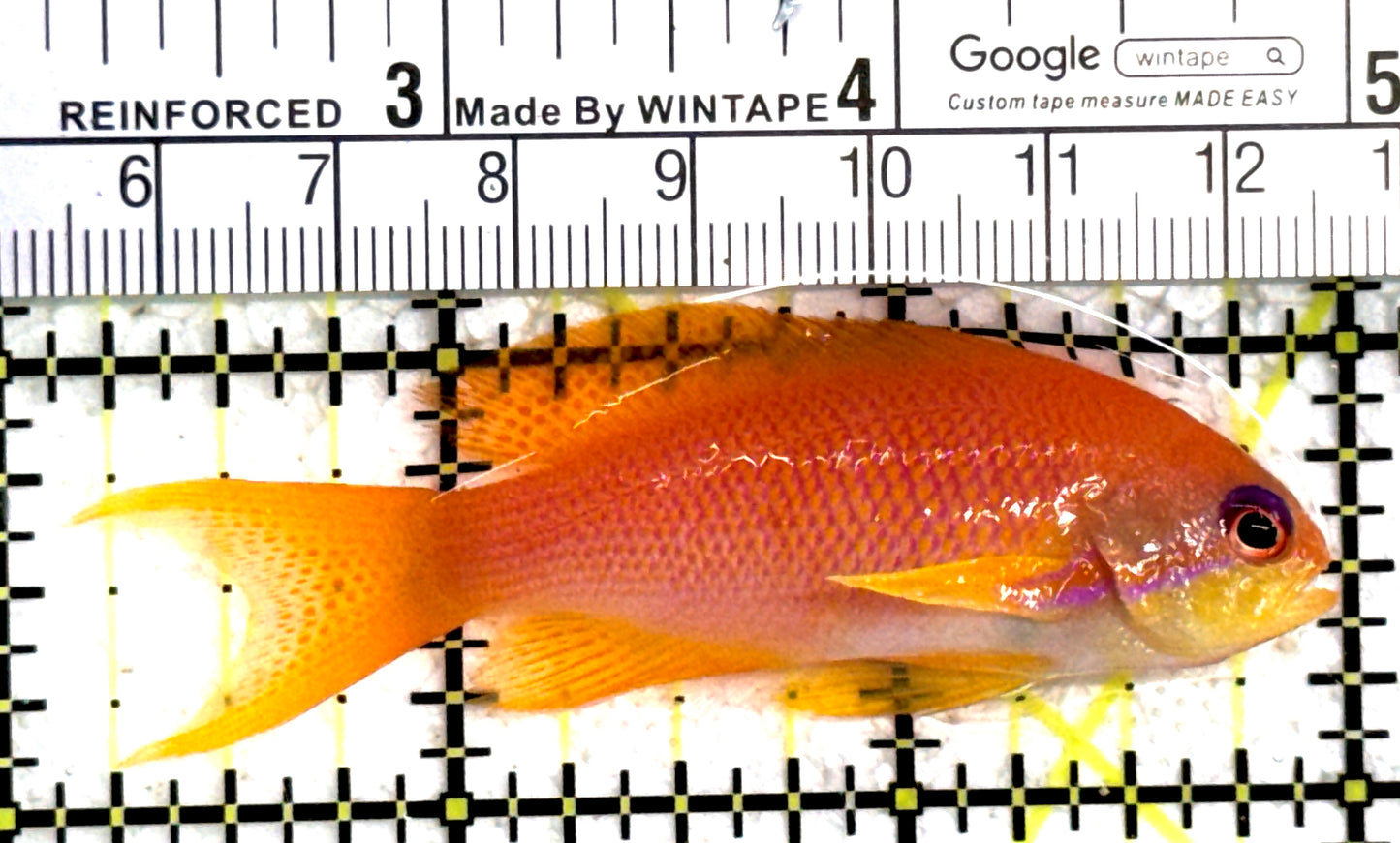 Female Lyretail Anthias (Maldives) FLA122302 WYSIWYG Size: M 2.75" approx